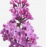 Image result for Lilac Flower Clip Art