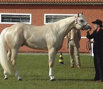 Image result for Most Popular Horse Breeds