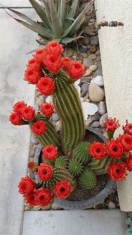 Image result for Types of Cactus