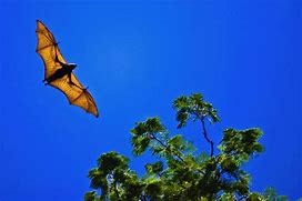Image result for Rainforest Fruit Bat
