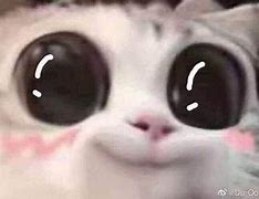 Image result for Cute Cat Face Memes