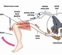 Image result for Human Body Movement