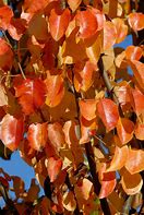 Bildresultat för Pyrus communis Calebasse Bosc