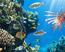 Image result for Coral Reef Wallpaper