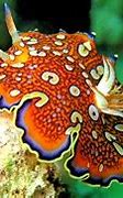 Image result for Marine Life