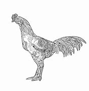 Image result for Le Coq Dessin