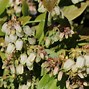 Image result for Vaccinium corymbosum Bluecrop