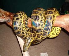 Image result for Anaconda Snakes Female
