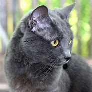 Image result for A Gray Cat