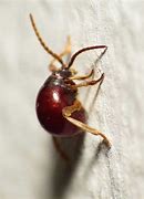 Image result for Spider Beetle