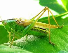 Image result for Long-Winged Cricket