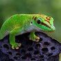 Image result for List of Types of Lizards