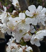 Image result for Prunus avium