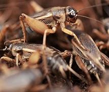 Image result for Cricket Animal Simple