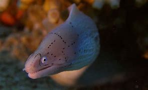 Image result for Red Sea Creatures