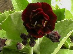 Image result for Primula auricula Black Jack