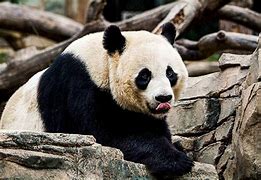 Image result for Giant Panda A4