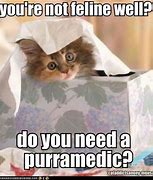 Image result for Extremely Ill Cat Meme