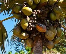 Image result for Biggest Seed in the Philippines