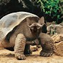 Image result for Funny Animal Edits