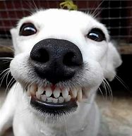 Image result for Smiling Doge Meme