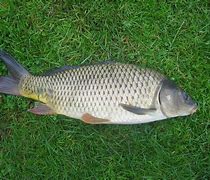 Image result for cyprinus