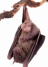 Image result for Egyptian Fruit Bat