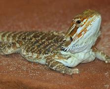 Image result for Lizard Breeds
