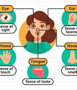 Image result for The 6 Senses