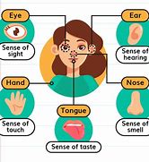 Image result for Five Senses Smell Worksheet