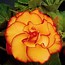 Image result for Begonia Picotee -wit-