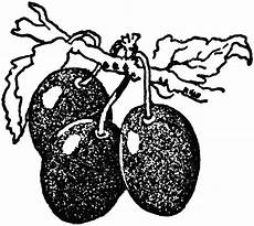 clipart images plums clipart etc clipart images plums clipart etc