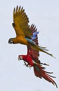 Image result for parrot flying