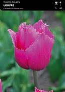 Image result for Tulipa Louvre