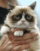Image result for Grumpy Cat Wallpaper