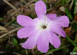 Image result for Primula wulfeniana