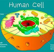 Image result for Cell Symbol Biology