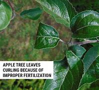 Image result for Leaf Curl On Young Apple Tree