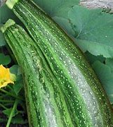 Image result for Green Squash