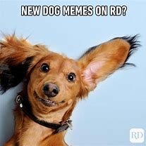 Image result for Dog Meme Original