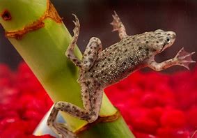 Image result for Swaggy Frog