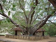 Image result for Golden Tower Tree