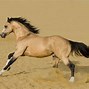 Image result for Thoroughbred Quarter Horse