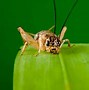 Image result for Grasshopper and Cricket
