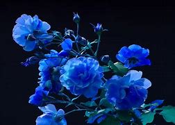 Image result for Flowers with Dark Backround