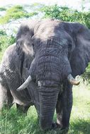 Image result for Safari Animals Elephant