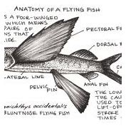 Image result for Flying Fish Adaptations
