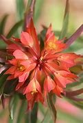 Image result for Euphorbia griffithii Beauty Orange