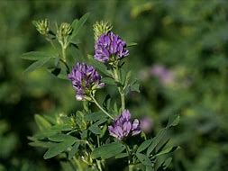 Image result for apfalfa