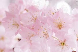 Image result for Pink Blossom Wallpaper